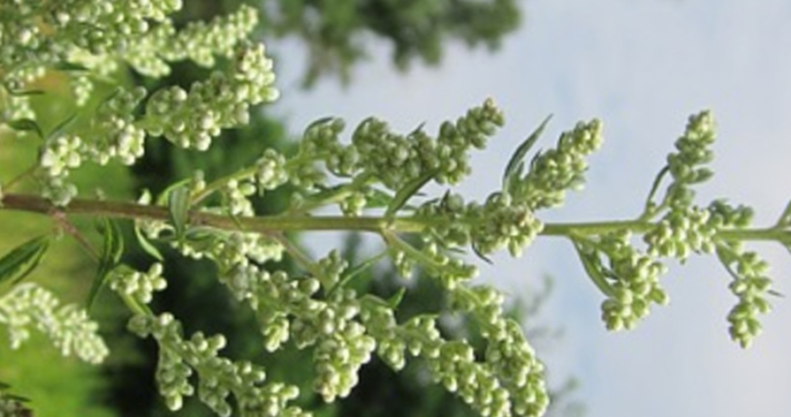 Moxa bijvoetkruid Bijvoetkruid moxa therapie